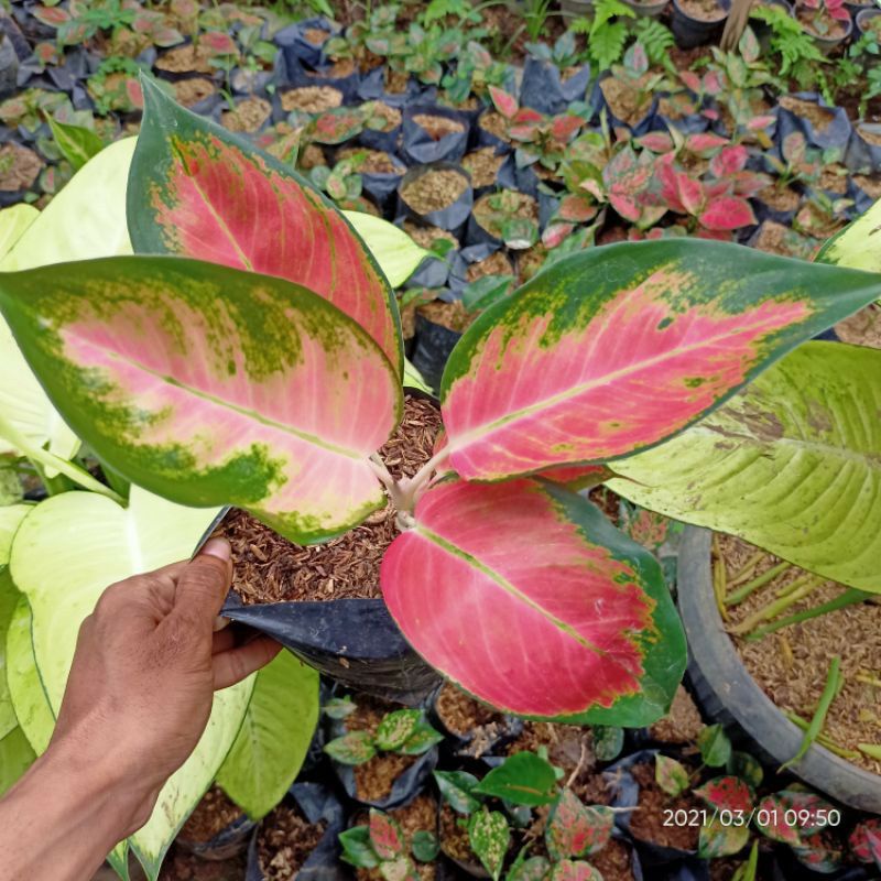 aglonema aglaonema super red kocin