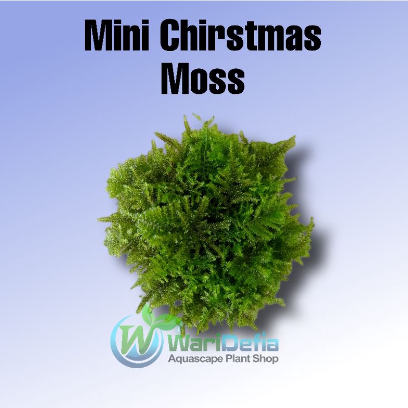 Moss Mini Christmas Tanaman Aquascape Wabikusa