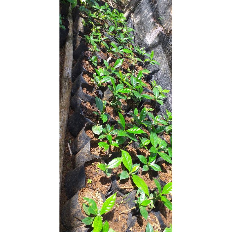 bibit tanaman kopi arabica