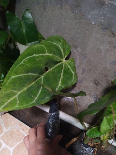 Tanaman Hias Bibit Kuping Gajah - Kuping Gajah