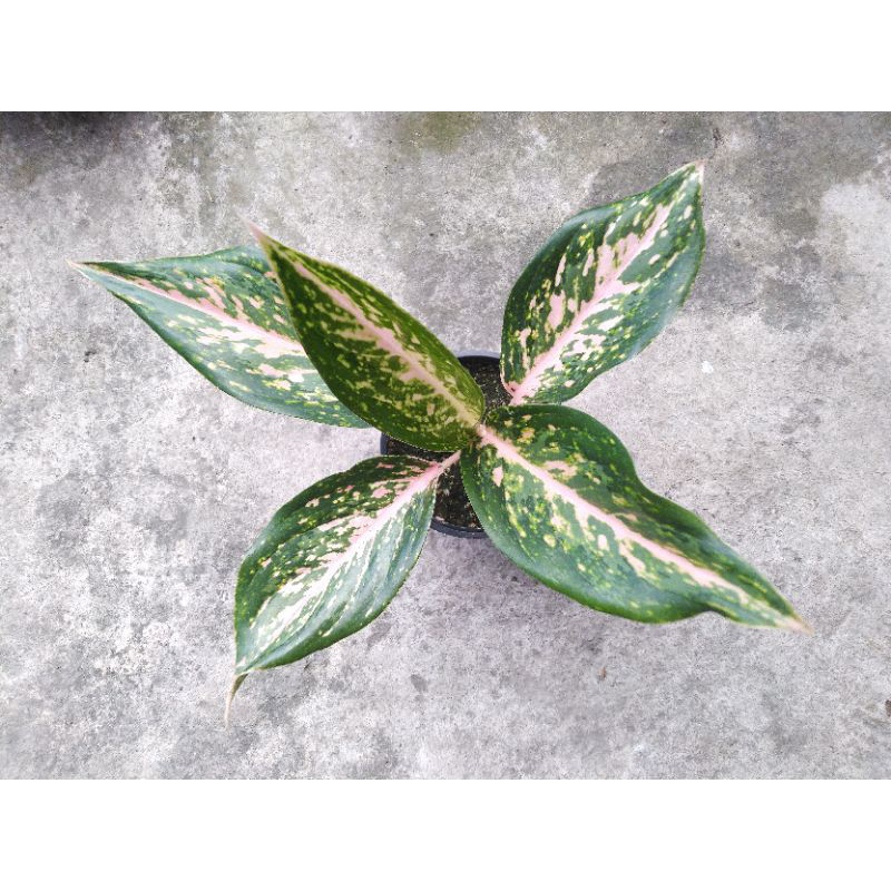 Aglonema Silver bell