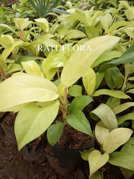 PROMO sirih gading centong sri gading centong .