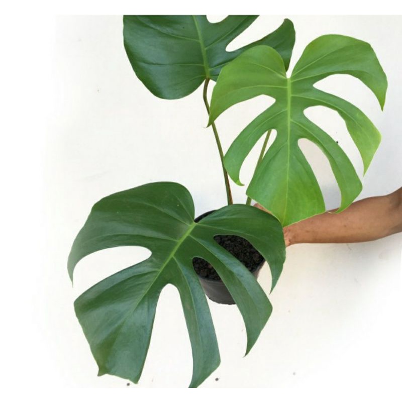 monstera deliciosa king