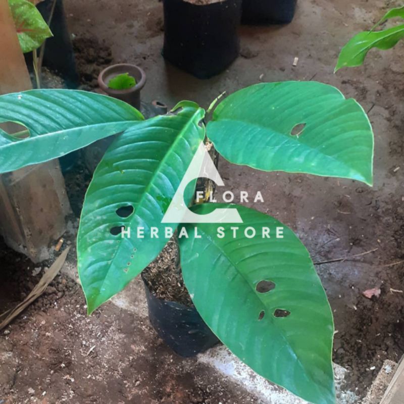 Duda bolong lokal I duda bolong hutan I tanaman hias duda bolong I hiasan taman