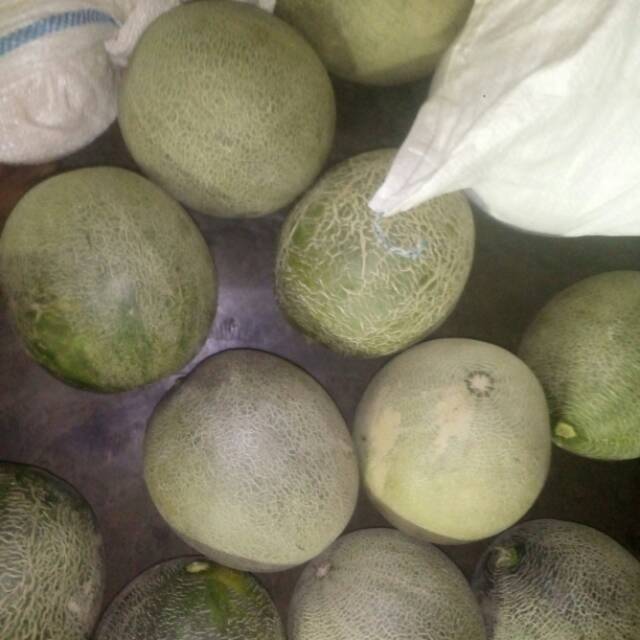 

Melon madu