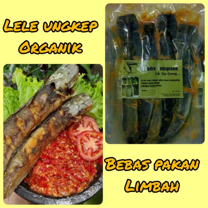

Lele Ungkep Organik