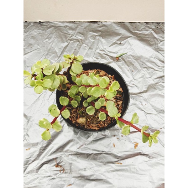 sekulen portulacaria afra