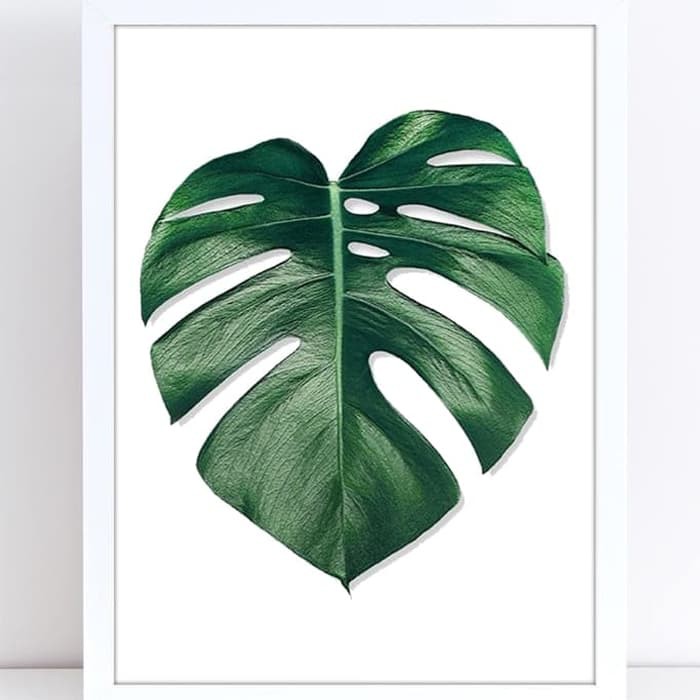 30+ Trend Terbaru Motif Daun Monstera Gambar Daun Hiasan Dinding