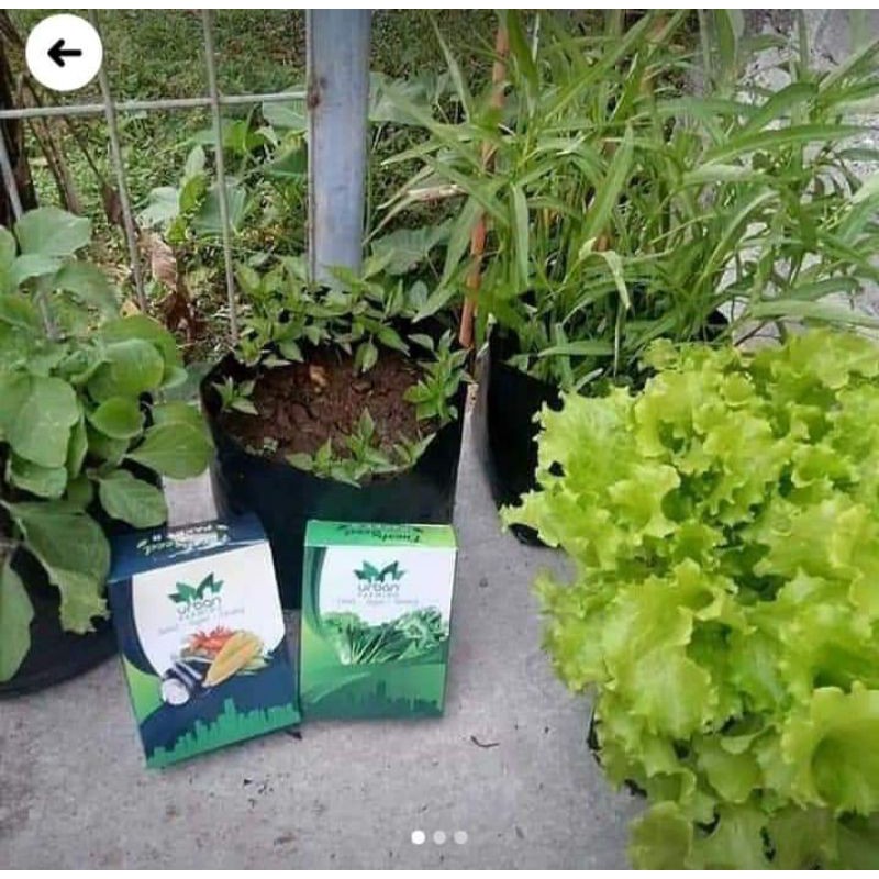 

biji sayur²an organik