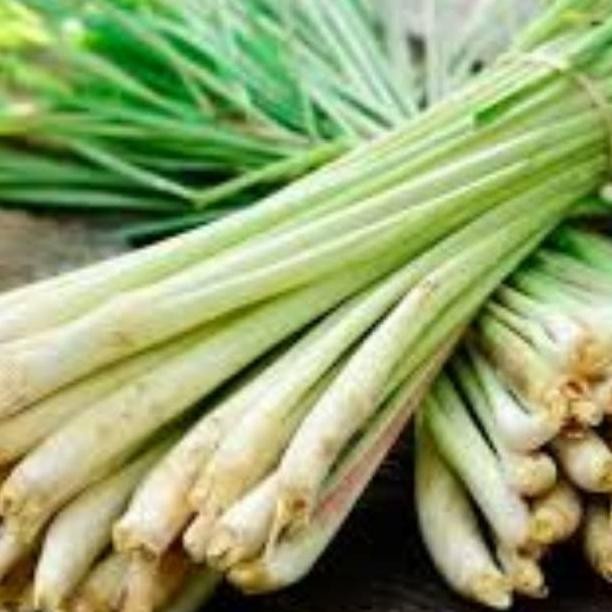 

Daun Sereh Wangi Serai Wangi Fresh Segar 500 g (1/2 kg) Kwalitas Bagus