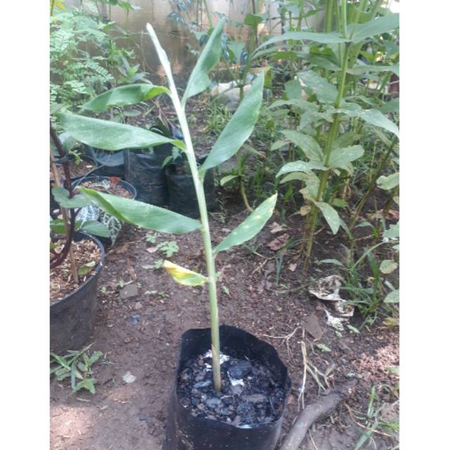 

Pohon lempuyang