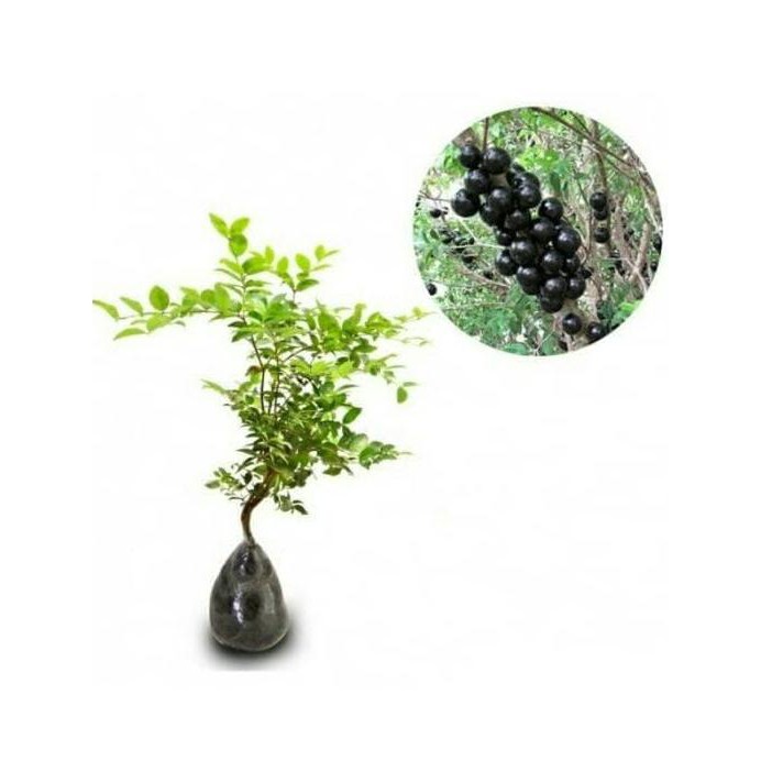 Bibit Buah Anggur Pohon Brazil 40 Cm G3P