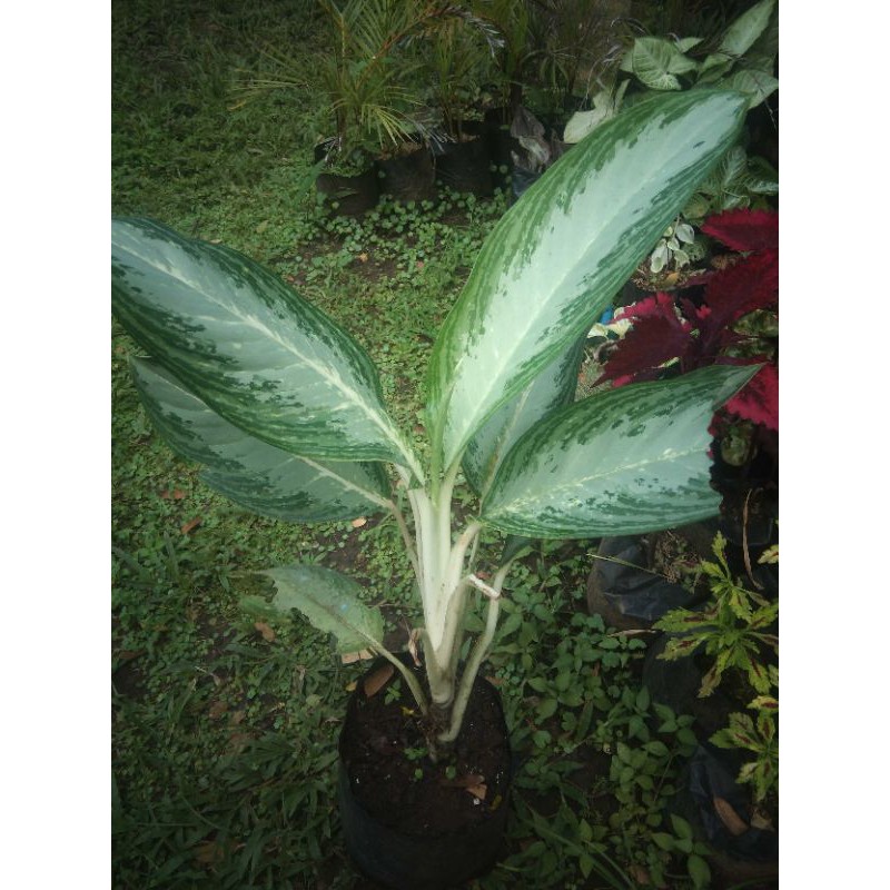tanaman hias murah, aglonema difen silver