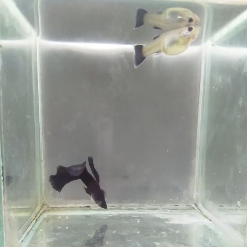 

Sepasang ikan guppy jantan & betina guppy black moskow indukan