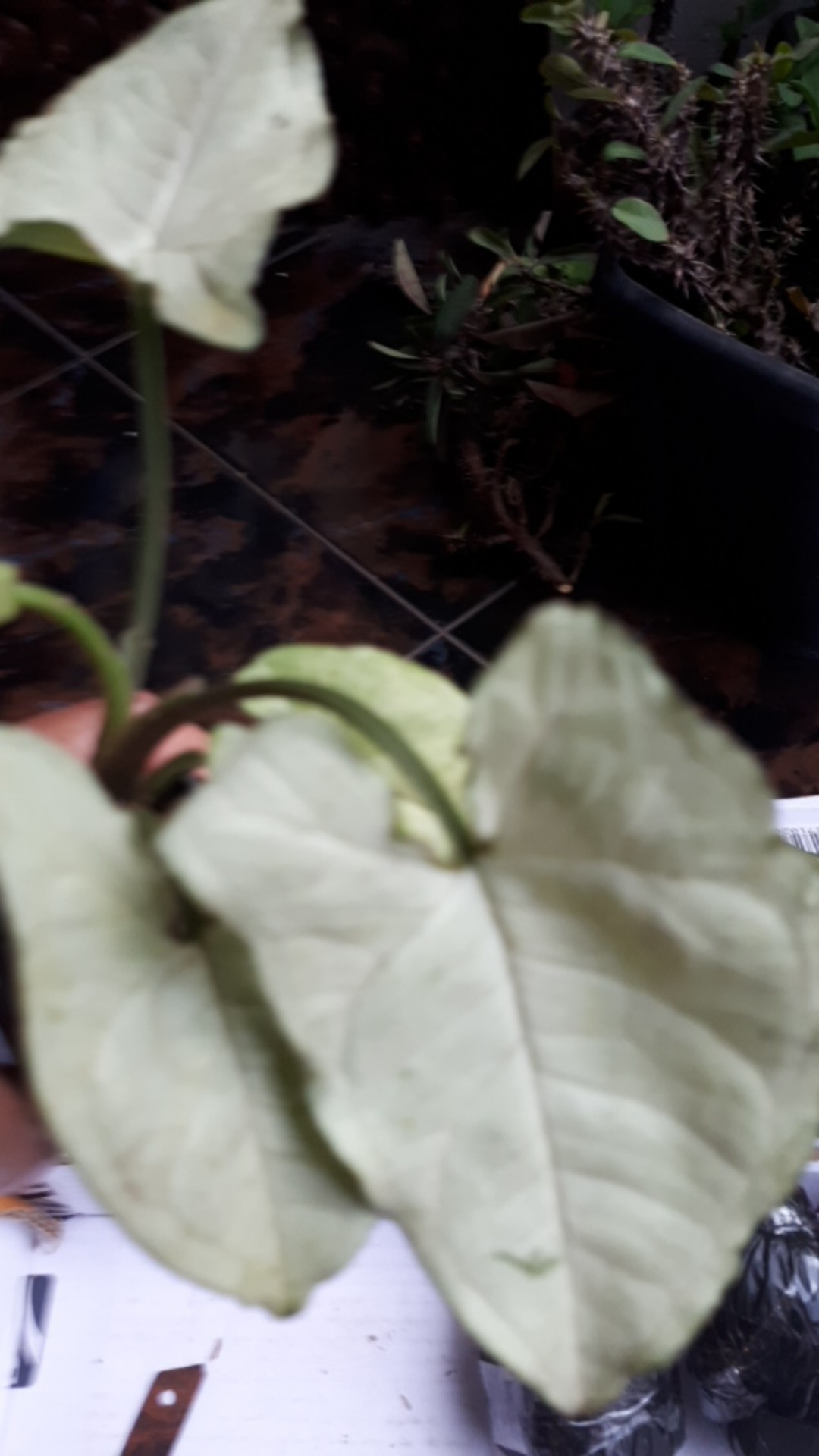 Tanaman Hias Indoor Singonium Moonsine•|•tanaman Hias Pot Singonium Putih