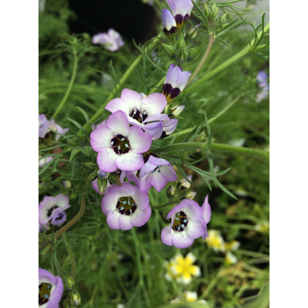 Benih Bibit Biji - Bunga Bird's Eye Gilia Tricolor Flower Seeds - IMPORT