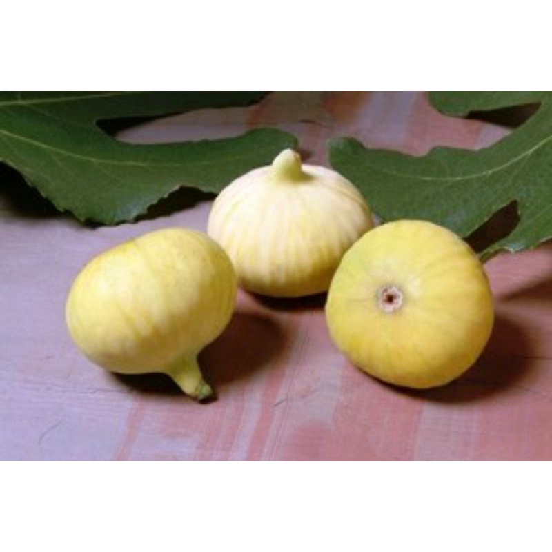 bibit fresh cangkok tin buah kuning jenis LSU GOLD