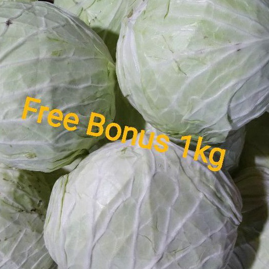 

Kol Putih 1 kg + Gratis Bonus