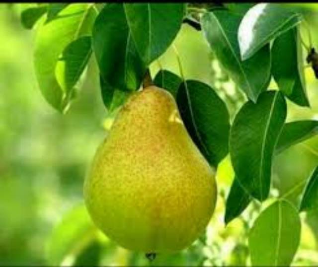 Bibit pear hijau cepat berbuah