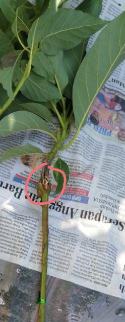 Bibit Tanaman Buah Alpukat Wina