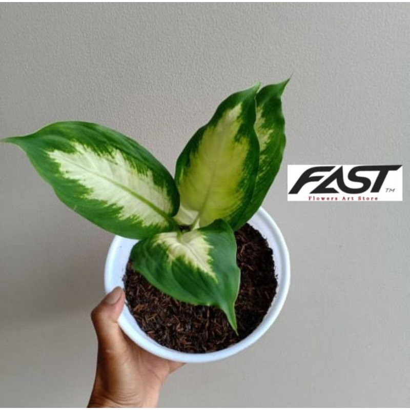 Tanaman Hias Aglonema Tissue - Aglonema Murah - Aglonema Tisu