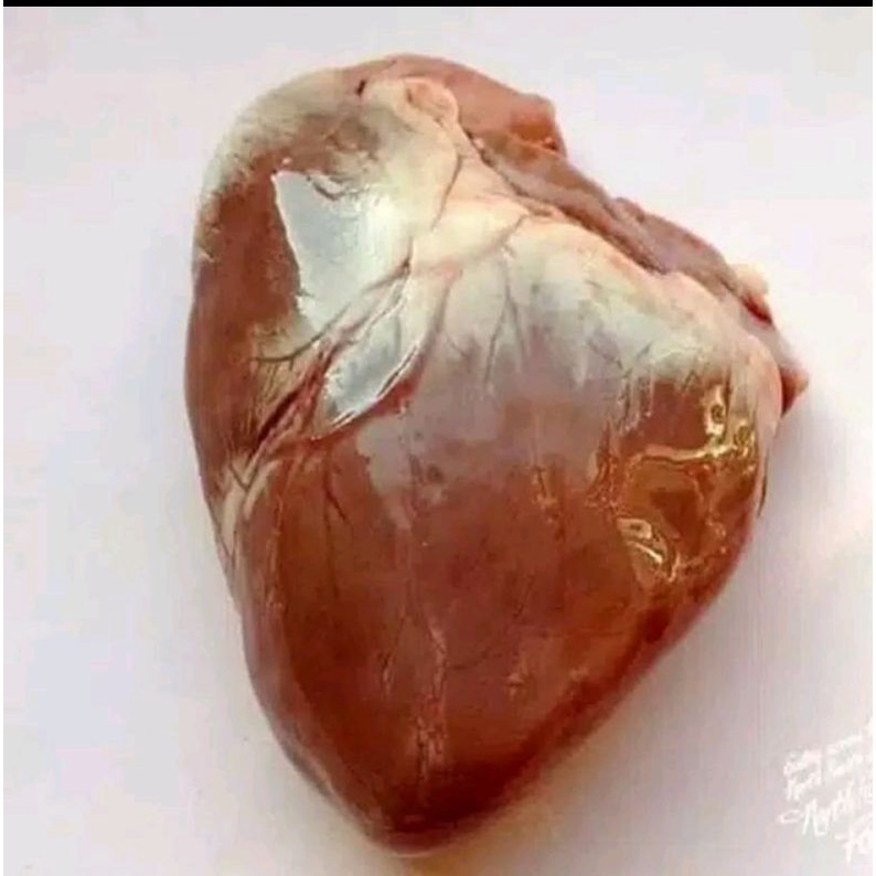 

♥️ TOKO MEDAN ❤️ Jantung Babi
