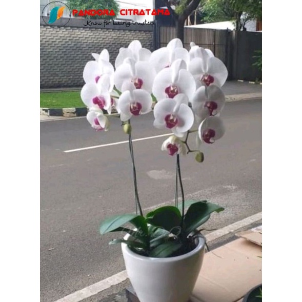 Anggrek bulan bunga putih