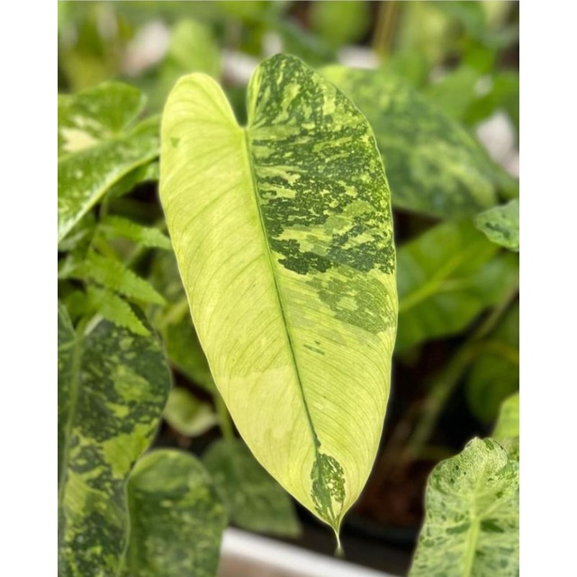 Philodendron jose buono #philodendron #jose