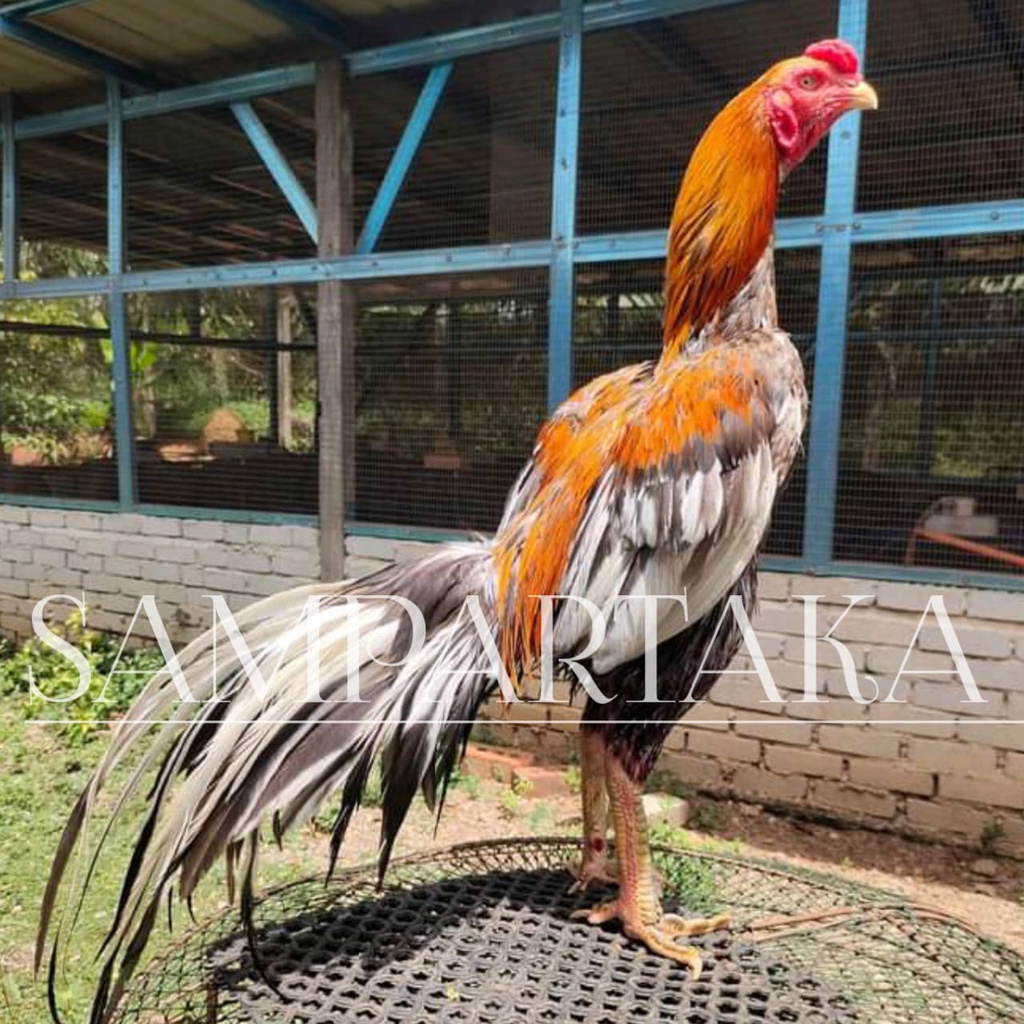 ayam bangkok ekor lidi asli pakhoy aduan telur pakoy ori plucker koytrad impor thailand