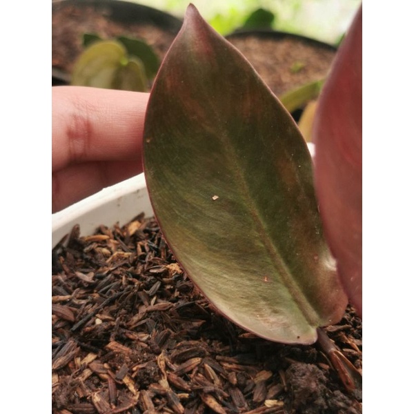 Black Cardinal Varigata