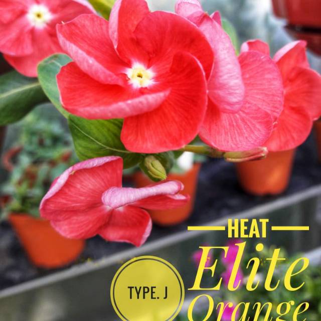 Benih Vinca Juntai - Vinca Heat Elite Orange