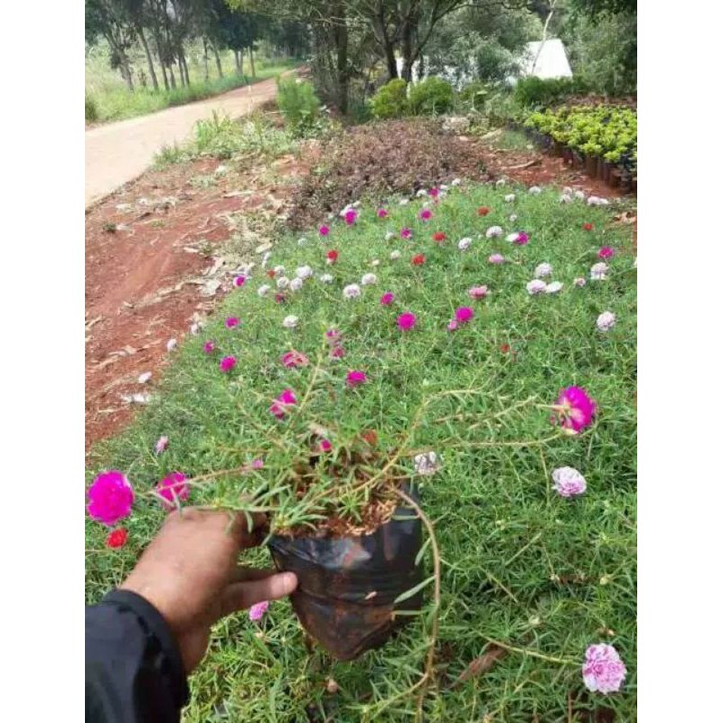 Paket 4 jenis tanaman bunga krokot sutra bombai portulaca mossrose bom