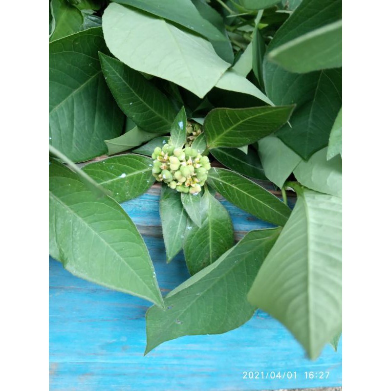 

Daun Kate Mas segar Atau Daun Patik Mas Per 1 kg