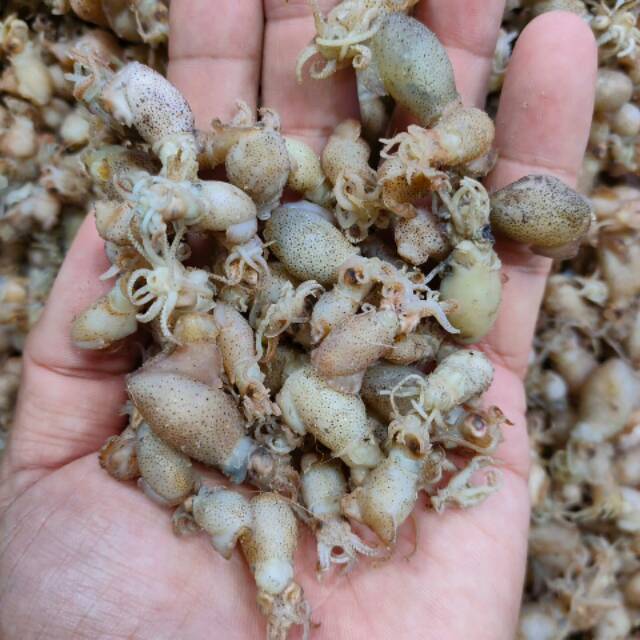 

Baby cumi telor super