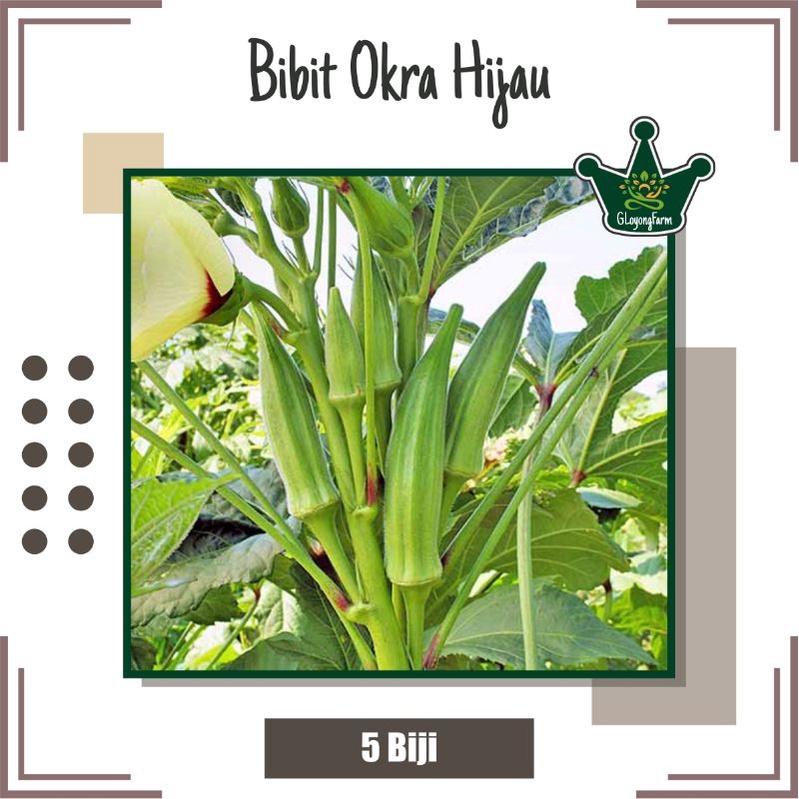 Bibit Okra Hijau Greenie - Benih Sayuran