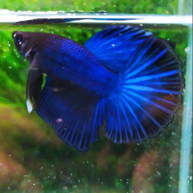 Ikan Cupang HaLfMoon BLue BLack Series Star TaiL