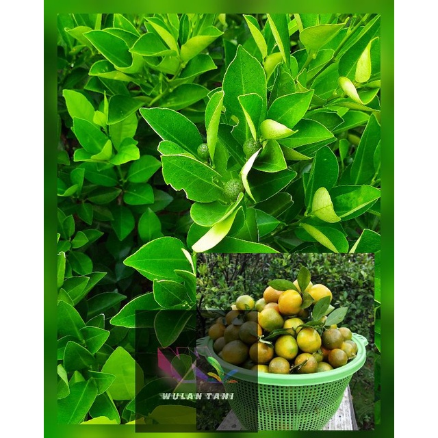 Bibit Tanaman Jeruk Lemon Cui / Bibit Lemon Cui Berbuah / berbunga
