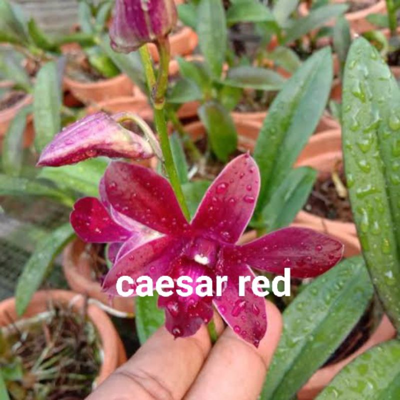 anggrek dendrobium caesar red dewasa spike