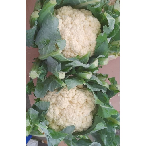 

kembang kol besar 1 buah 700-800 gram