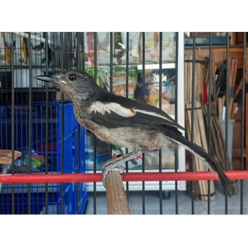 burung kacer trotolan jamin jantan