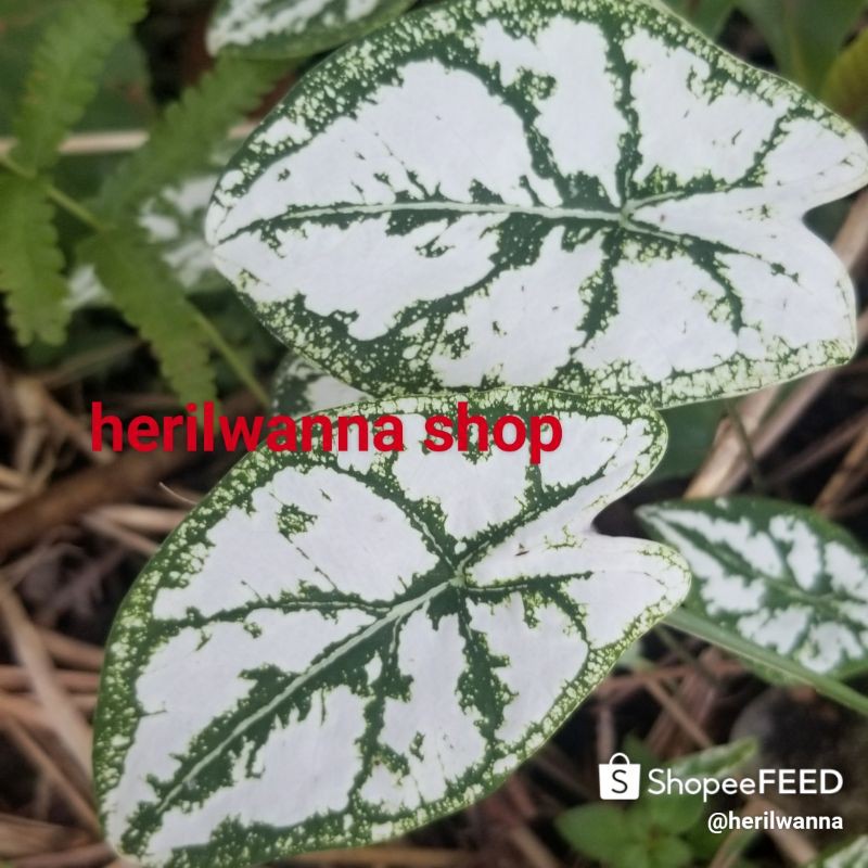 UMBI/BONGGOL,keladi liliput mutiara/Caladium humboldtii (keladi mini)