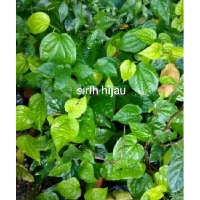 Jual Daun Sirih Segar Shopee Indonesia 5482