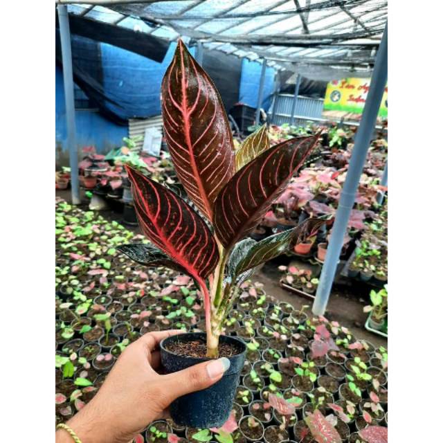 Tanaman Hias Aglaonema BLACK OF SUMATRA