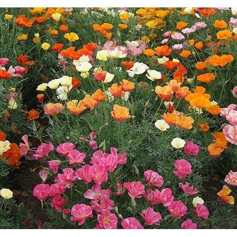 HGS - benih bunga CALIFORNIA POPPY MISSION BELL MIX isi 100 biji - bibit bunga