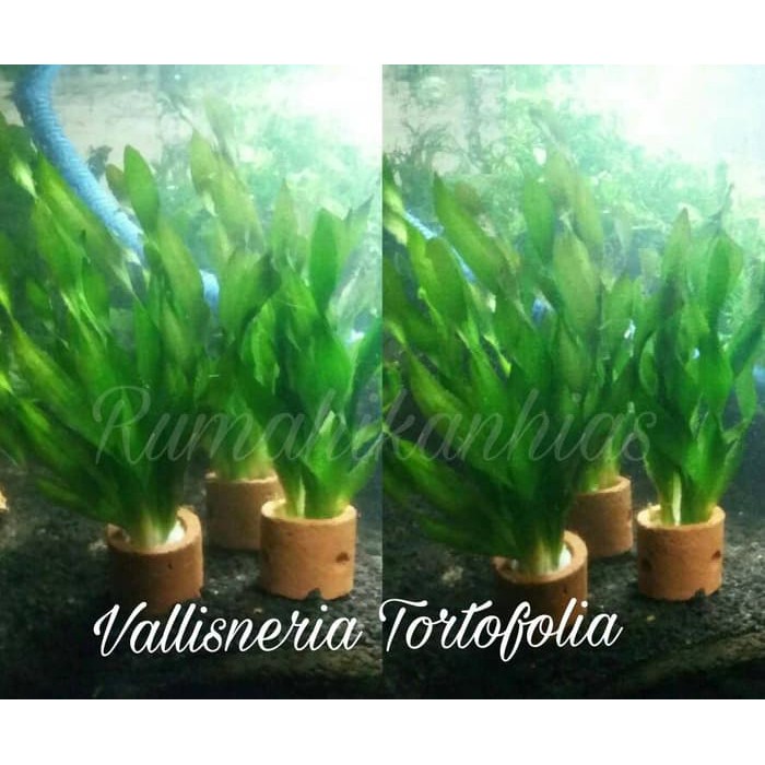 Ready Stok Vallisneria Tortofolia tanaman  aquascape  