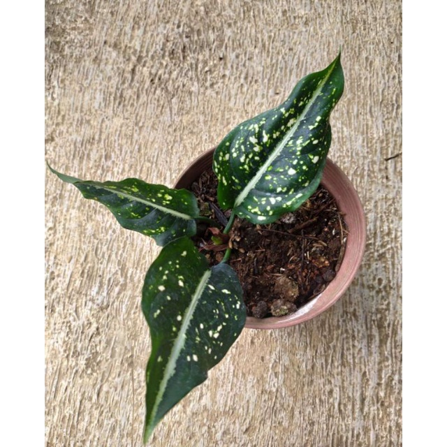 aglonema krikit || tanaman hias aglonema murah meriah