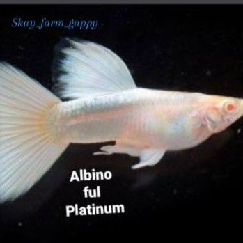 Ikan Guppy Albino Full full Platinum/Guppy AFP sepasang