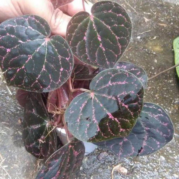 

Jual 10 Daun sirih merah