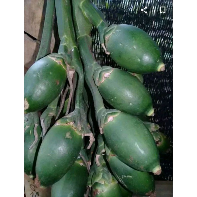 buah pinang muda segar atau jambe 250 gram / 500 gram