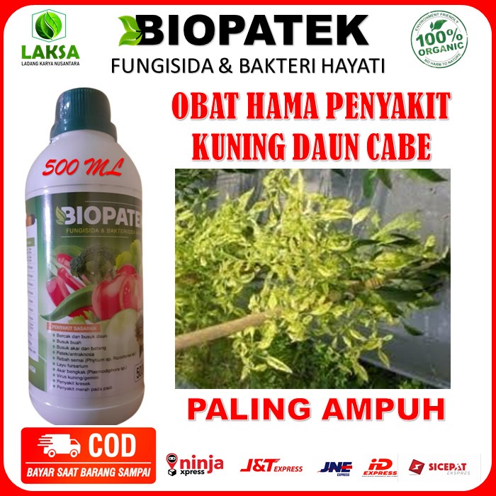 Biopatek Obat Hama Kuning Daun Cabe Paling Ampuh - Biopatek Obat Semprot Hama Daun Kriting Paling Am